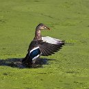 FG Sandhausen 13 von Mentz Andreas