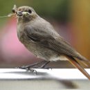 FG Sandhausen 14 Steiner Bernd