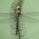 FG Sandhausen 15 Steiner Bernd