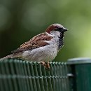 FG Sandhausen 16 Ziegler Peter