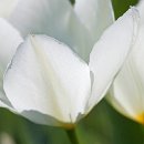 FG Sandhausen 18 Laub Harry