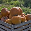 FG Sandhausen 26 Ehret Manfred