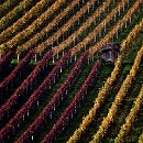 FG Sandhausen 27 Laub Harry