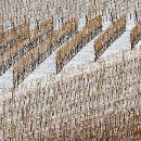 FG Sandhausen 31 Ziegler Peter