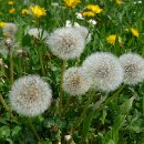 fc sinsheim 06 johann weis