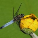 fc sinsheim 07 heide schiffbauer