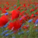 fc sinsheim 11 marianne phan moenig