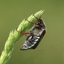 fc sinsheim 12 heide schiffbauer