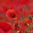 fc sinsheim 21 marianne phan moenig