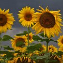 fc sinsheim 24 marianne phan moenig