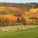 fc sinsheim 27 johann weis