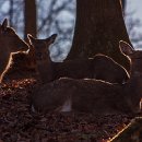 fc sinsheim 29 axel maier