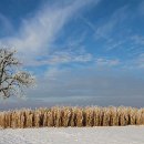 fc sinsheim 34 renate rubel mueller