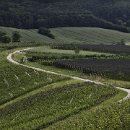 FFÖ Östringen 01 Mozer