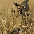 FFÖ Östringen 12 Domenic Hoffmann