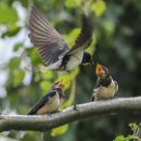 FFÖ Östringen 13 Debatin