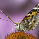 FFÖ Östringen 14 Lißke