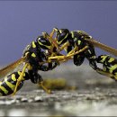 FFÖ Östringen 15 Mozer