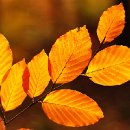 FFÖ Östringen 16 Debatin