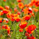 FFÖ Östringen 17 Thomas