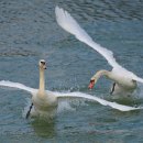 11 Lichtfaenger Glaschik Mathias Schwaene-5