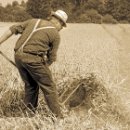 01 FC Sinsheim Mueller Robert Ernte 01