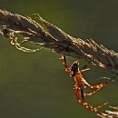 FFFK 21 Wolf-Diether Giersch