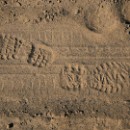 18 LF Kronau 30 Thiele Kathrin