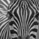 23 LF Kronau 41 Lisske Lea Jugend