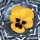 FFC Ketsch Bruno Erni 01