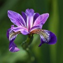 FFC Ketsch Klaus Seitz 02