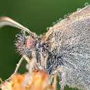 LF kronau 06 Thomas Schrumpf