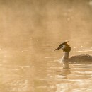 LF kronau 08 Thomas Schrumpf