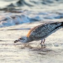 LF kronau 15 Siegfried Lisske