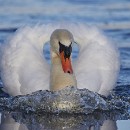 LF kronau 18 Christopher Thiele