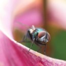 Reflex 82 Meckes 03 Karin Kratz