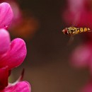 Reflex 82 Meckes 04 Ursul Siegmann