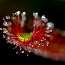 Reflex 82 Meckes 05 Ursula Siegmann