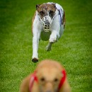 Reflex 82 Meckes 35 Harry Sigmund