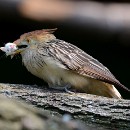 FF-Oberh 20 Bauer Thomas 20