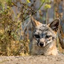 Th2 FC Sinsheim Hensel Sven 01