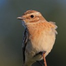 Thema 2 FC Sinsheim 04 Schiffbauer Heide