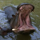 Thema 2 FFC Ketsch Dietrich Schmidt 01