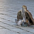 FG Sandhausen 03 Buse Gudrun 02