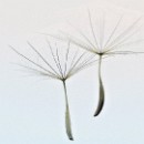 FG Sandhausen 05 Schulz Franz 02