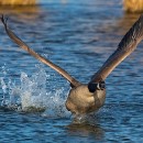 FG Sandhausen 24 Achtstaetter Thomas 02