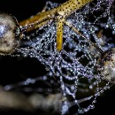 FFFK Mannheim Bernhard Ressel 11