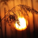 FFFK Mannheim Josef Motzko 04