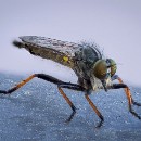 LFK-08 Marc Andre Raubfliege