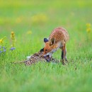 Thomas Bauer - Fuchs